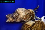 neptunea antiqua red whelk neptunea antiqua red whelk