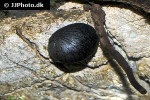 neripteron tahitensis batman snail neripteron tahitensis batman snail