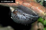 neripteron tahitensis batman snail neripteron tahitensis batman snail