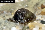 neripteron tahitensis batman snail neripteron tahitensis batman snail