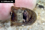 neripteron tahitensis batman snail neripteron tahitensis batman snail