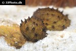 neritina juttingae fruit snail neritina juttingae fruit snail