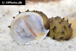 neritina juttingae fruit snail neritina juttingae fruit snail