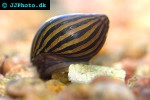 neritina natalensis zebra snail neritina natalensis zebra snail