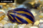 neritina natalensis zebra snail neritina natalensis zebra snail