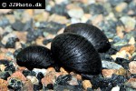 neritina pulligera knorii dusky nerite snail neritina pulligera knorii dusky nerite snail