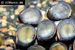 neritina pulligera knorii dusky nerite snail neritina pulligera knorii dusky nerite snail