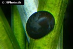 neritina pulligera knorii dusky nerite snail neritina pulligera knorii dusky nerite snail