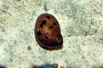 neritina semiconica red onion snail neritina semiconica red onion snail
