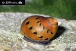 neritina semiconica red onion snail neritina semiconica red onion snail