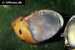neritina semiconica red onion snail neritina semiconica red onion snail
