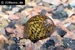 neritina turrita tiretrack zebra snail neritina turrita tiretrack zebra snail