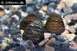 neritina violacea marbled snail neritina violacea marbled snail