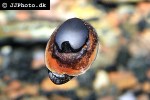 neritina violacea marbled snail neritina violacea marbled snail