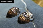 neritina violacea marbled snail neritina violacea marbled snail