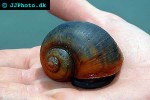pila ampullacea apple snail pila ampullacea apple snail
