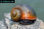 pila ampullacea apple snail pila ampullacea apple snail