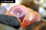 planorbarius corneus great ram s horn snail planorbarius corneus great ram s horn snail