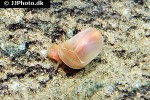 planorbarius corneus great ram s horn snail planorbarius corneus great ram s horn snail