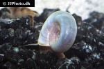 planorbella species blue ram s horn snail planorbella species blue ram s horn snail