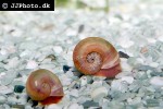 planorbella species red ram s horn snail planorbella species red ram s horn snail