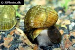 pomacea bridgesii brown mystery apple snail pomacea bridgesii brown mystery apple snail