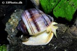 pomacea bridgesii purple mystery apple snail pomacea bridgesii purple mystery apple snail