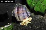 pomacea bridgesii purple mystery apple snail pomacea bridgesii purple mystery apple snail