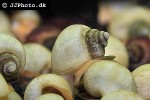 pomacea bridgesii white mystery apple snail pomacea bridgesii white mystery apple snail