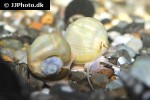 pomacea bridgesii white mystery apple snail pomacea bridgesii white mystery apple snail