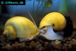 pomacea bridgesii yellow mystery apple snail pomacea bridgesii yellow mystery apple snail