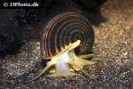pomacea caniculata golden apple snail pomacea caniculata golden apple snail