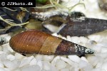 stenomelania torulosa longnose snail stenomelania torulosa longnose snail