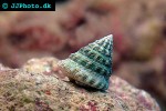 tectus fenestratus pyramid snail tectus fenestratus pyramid snail