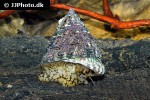tectus fenestratus pyramid snail tectus fenestratus pyramid snail