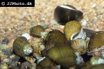 thiara cancellata hairy towerlid snail thiara cancellata hairy towerlid snail