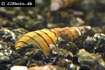 thiara winteri spiky trumpet snail thiara winteri spiky trumpet snail