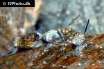 tritia reticulata netted dog whelk tritia reticulata netted dog whelk