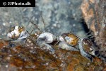 tritia reticulata netted dog whelk tritia reticulata netted dog whelk