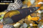 tylomelania patriarchalis white rabbit snail tylomelania patriarchalis white rabbit snail