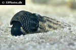 tylomelania species black poso rabbit snail tylomelania species black poso rabbit snail