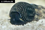 tylomelania species black poso rabbit snail tylomelania species black poso rabbit snail