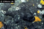 tylomelania species orange poso rabbit snail tylomelania species orange poso rabbit snail