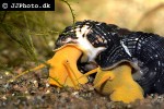 tylomelania species orange poso rabbit snail tylomelania species orange poso rabbit snail