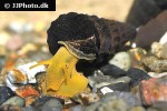 tylomelania species orange poso rabbit snail tylomelania species orange poso rabbit snail