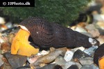 tylomelania species orange poso rabbit snail tylomelania species orange poso rabbit snail