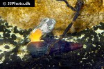 tylomelania species orange poso rabbit snail tylomelania species orange poso rabbit snail