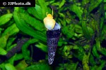tylomelania species orange poso rabbit snail tylomelania species orange poso rabbit snail