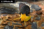 tylomelania species orange poso rabbit snail tylomelania species orange poso rabbit snail