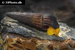 tylomelania species orange poso rabbit snail tylomelania species orange poso rabbit snail